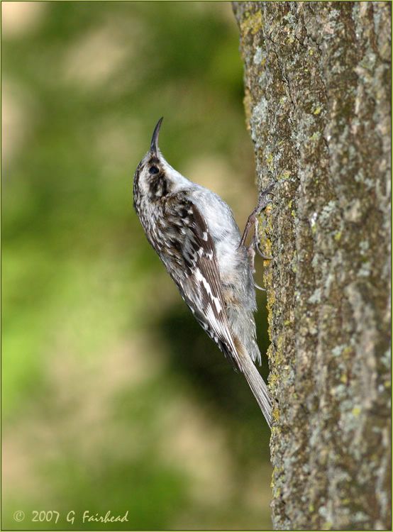 IMAGE: http://i13.photobucket.com/albums/a300/g2a/creeper-1.jpg