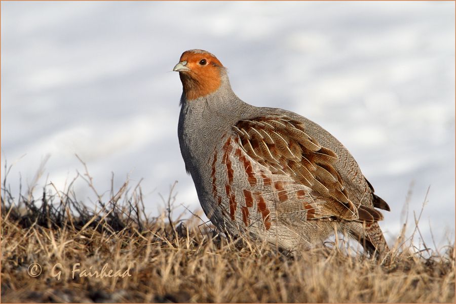 IMAGE: http://i13.photobucket.com/albums/a300/g2a/crestingcopy.jpg