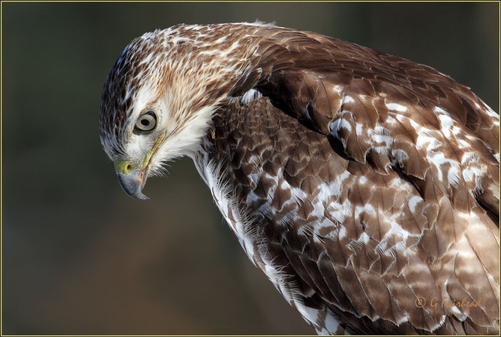 IMAGE: http://i13.photobucket.com/albums/a300/g2a/cropcopy.jpg