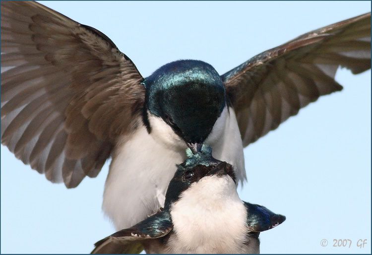 IMAGE: http://i13.photobucket.com/albums/a300/g2a/croppedSW.jpg