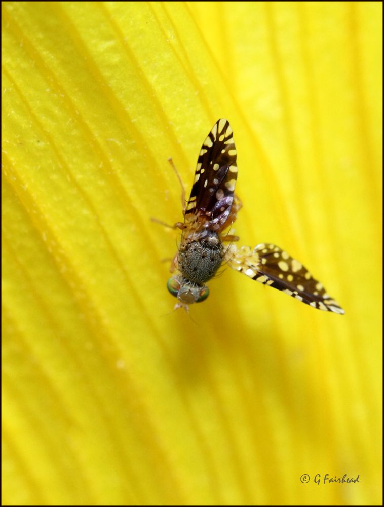 IMAGE: http://i13.photobucket.com/albums/a300/g2a/danceer2copy.jpg