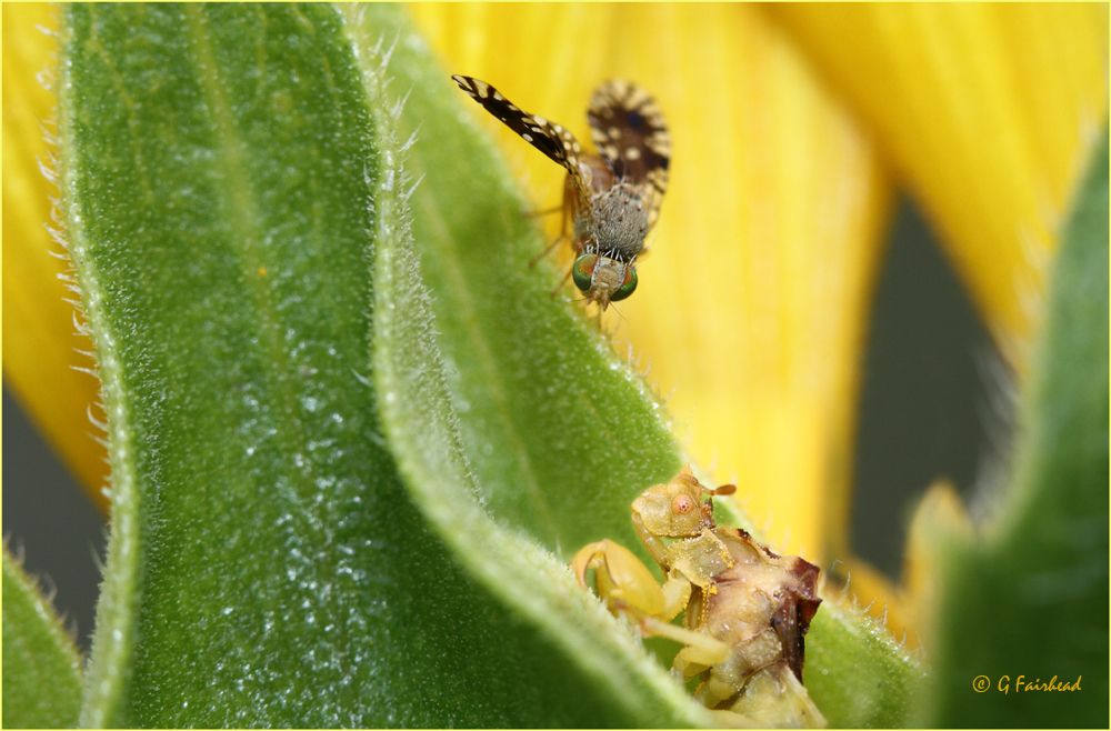 IMAGE: http://i13.photobucket.com/albums/a300/g2a/dancercopy.jpg