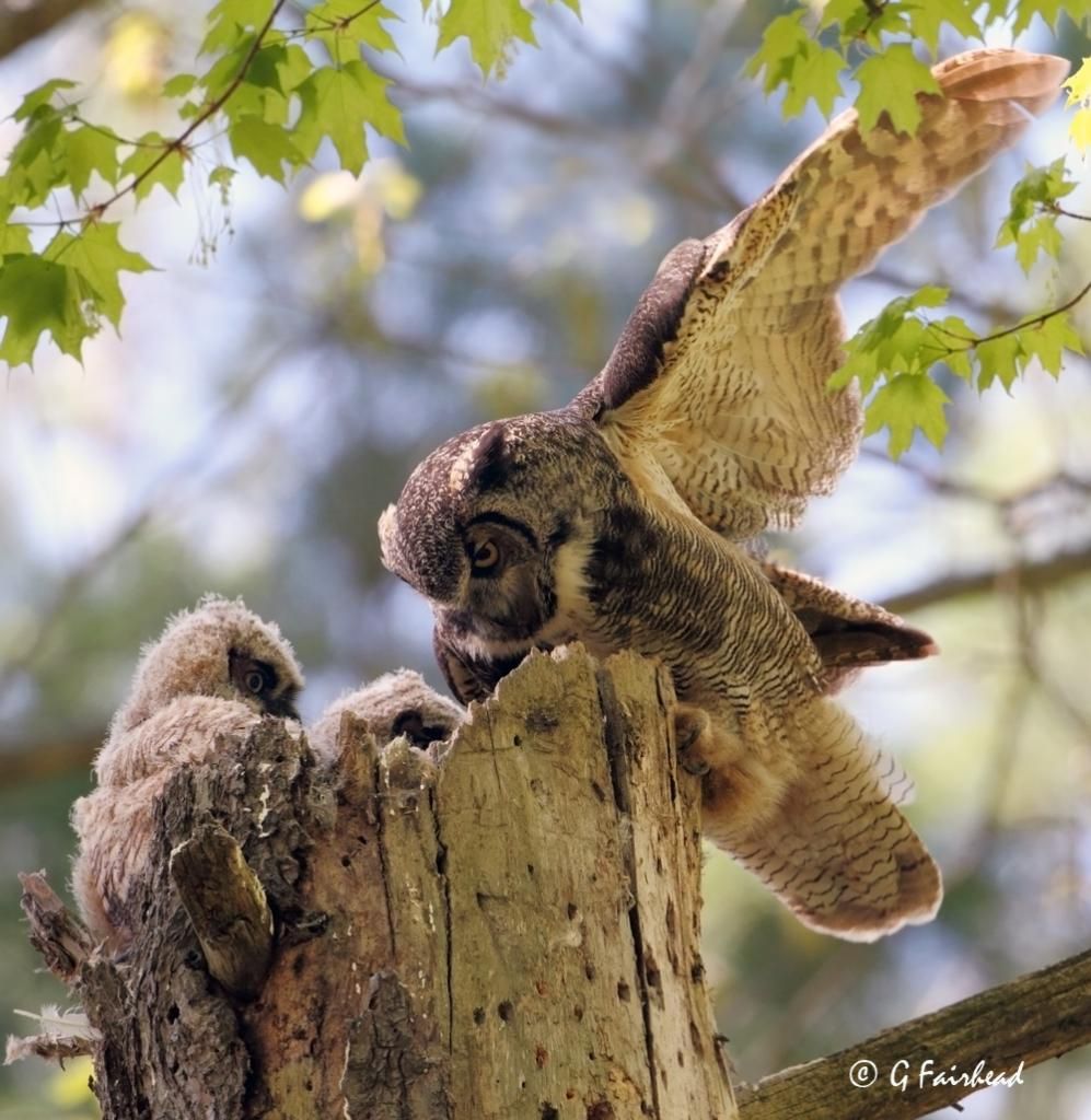 IMAGE: http://i13.photobucket.com/albums/a300/g2a/extendedcopy_zpsef83e5c5.jpg