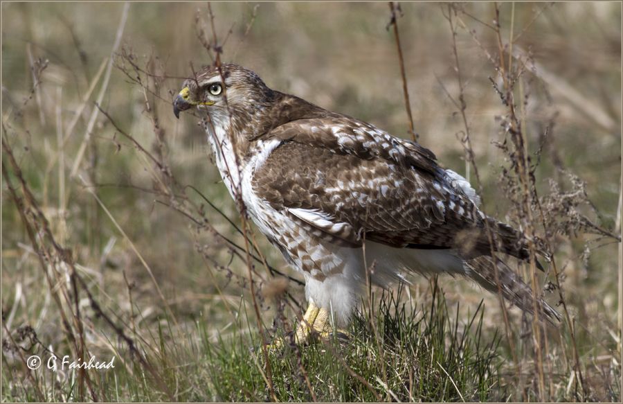 IMAGE: http://i13.photobucket.com/albums/a300/g2a/fencecopy.jpg