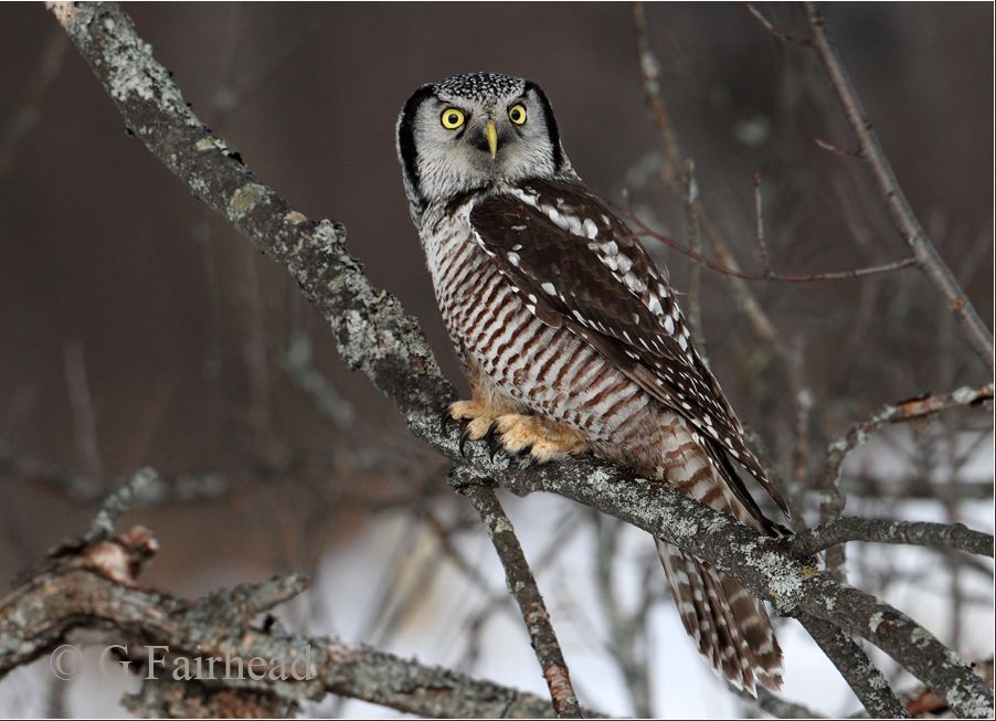 IMAGE: http://i13.photobucket.com/albums/a300/g2a/firstcopy.jpg