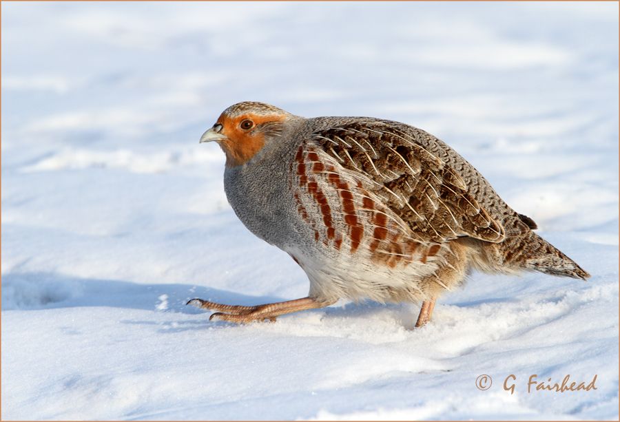 IMAGE: http://i13.photobucket.com/albums/a300/g2a/footforwardcopy.jpg