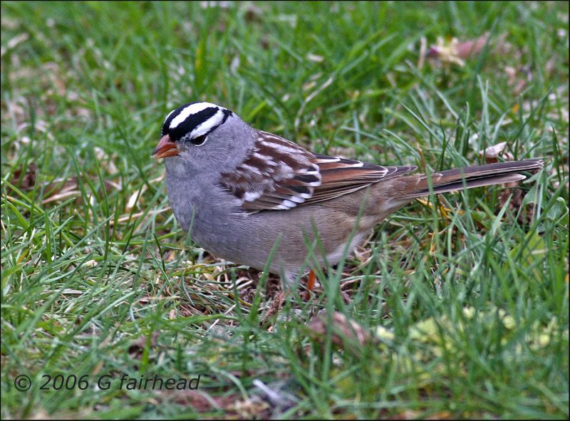 IMAGE: http://i13.photobucket.com/albums/a300/g2a/four.jpg