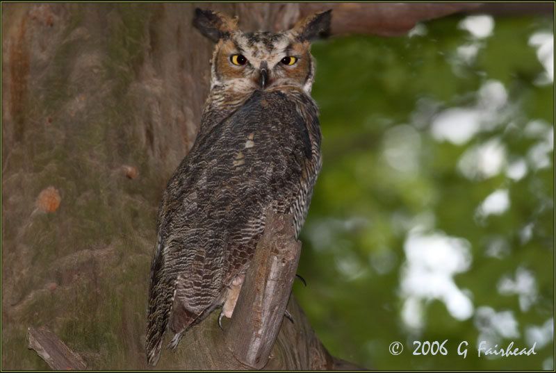 IMAGE: http://i13.photobucket.com/albums/a300/g2a/full-frame.jpg