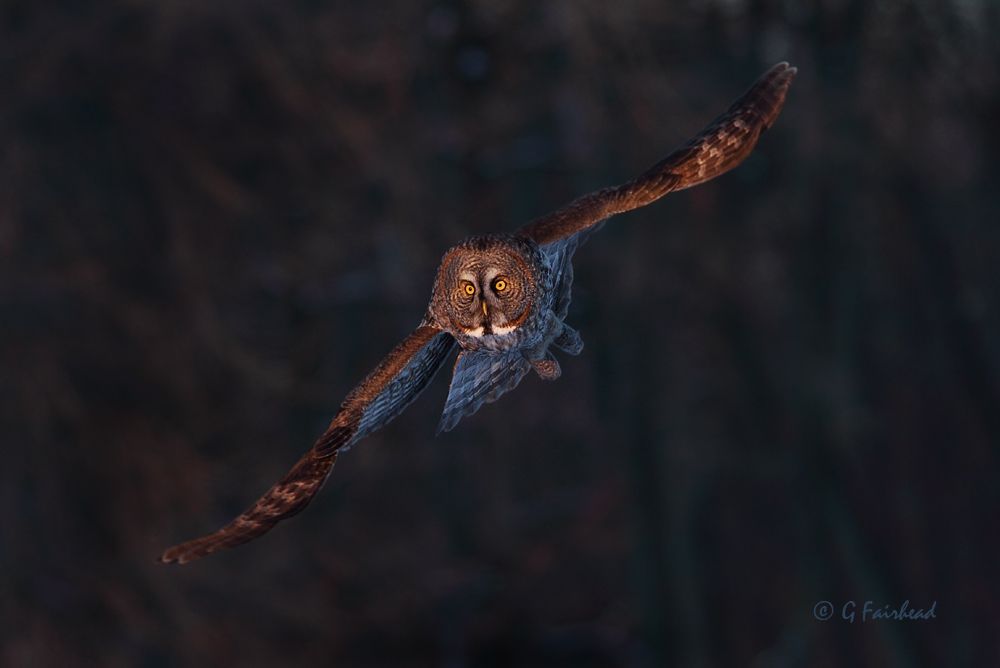 IMAGE: http://i13.photobucket.com/albums/a300/g2a/fullwingllightcompocopy_zpsdf2d21cf.jpg