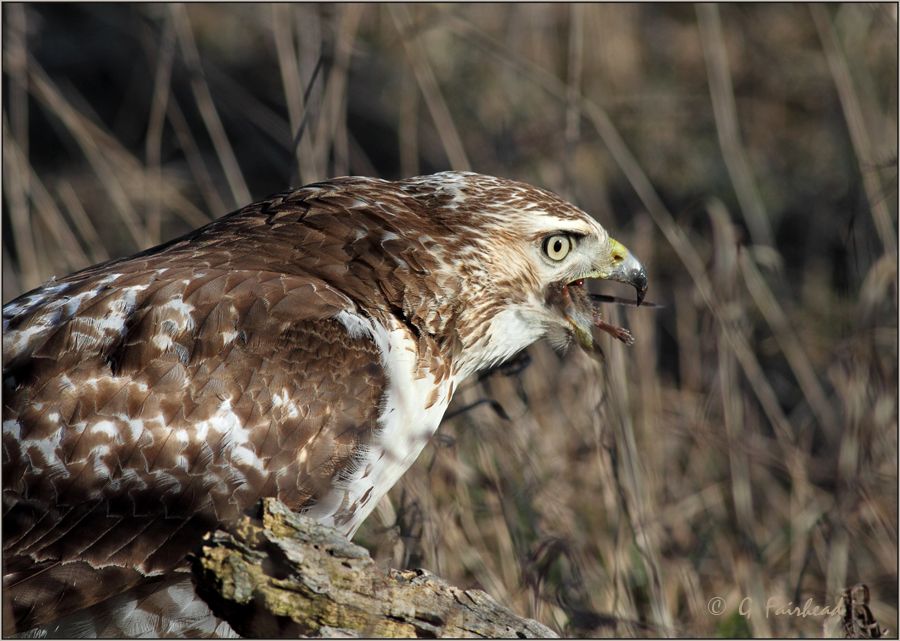 IMAGE: http://i13.photobucket.com/albums/a300/g2a/gag.jpg