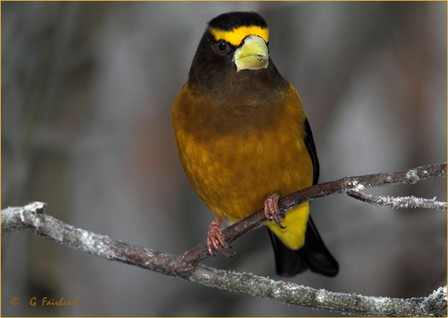 IMAGE: http://i13.photobucket.com/albums/a300/g2a/goldenboycopy.jpg