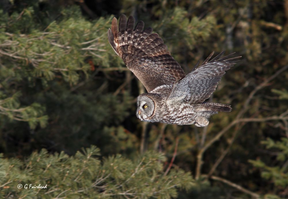 IMAGE: http://i13.photobucket.com/albums/a300/g2a/greenflightcopy_zps0fb3b04f.jpg