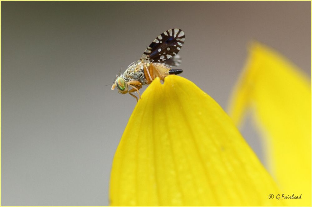 IMAGE: http://i13.photobucket.com/albums/a300/g2a/hilltopcopy.jpg