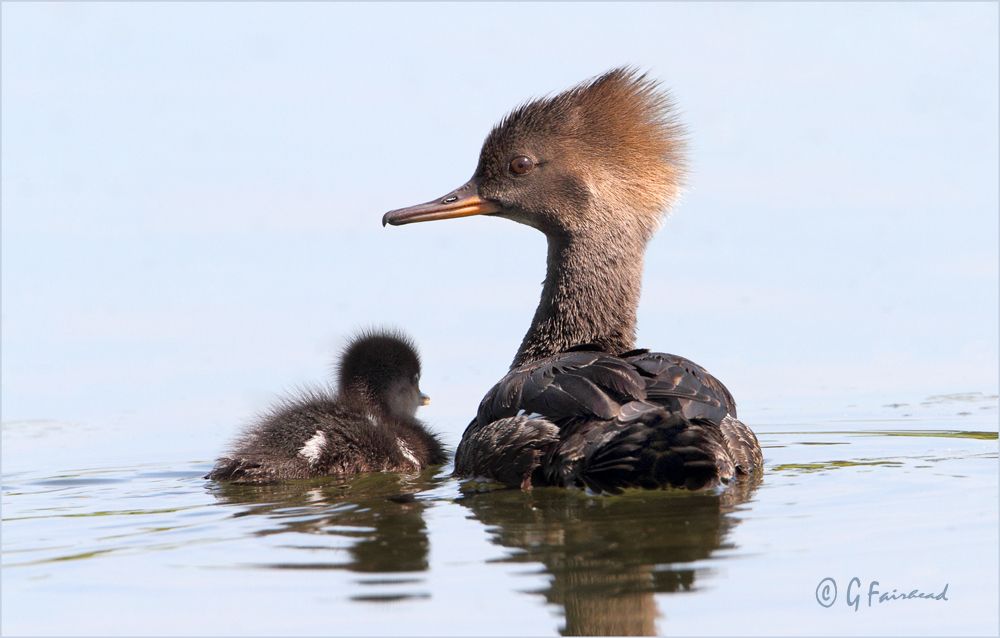 IMAGE: http://i13.photobucket.com/albums/a300/g2a/hooddcopy.jpg