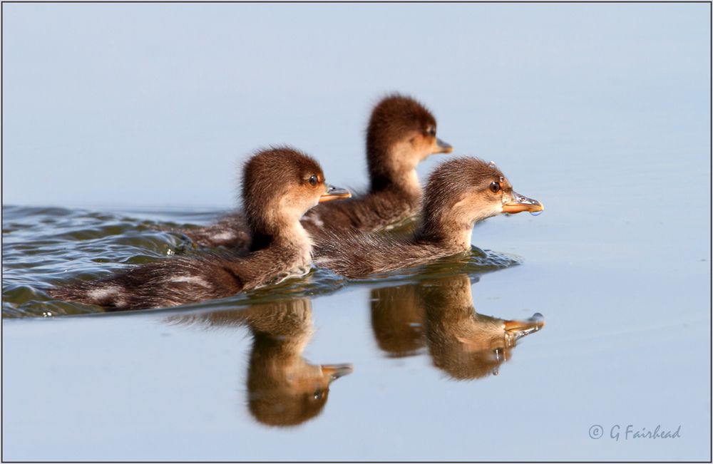 IMAGE: http://i13.photobucket.com/albums/a300/g2a/hoodscopy.jpg