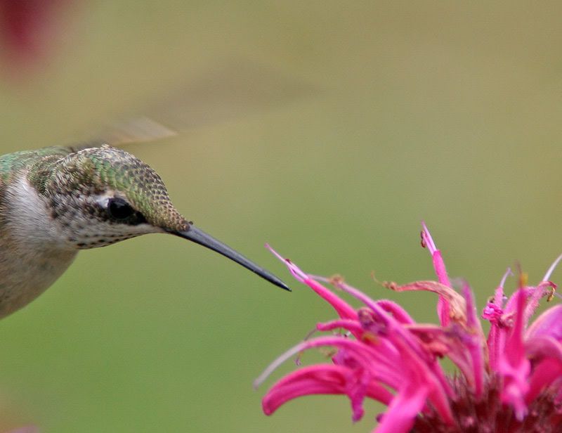 IMAGE: http://i13.photobucket.com/albums/a300/g2a/hummer3.jpg