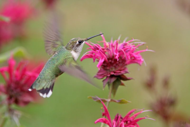 IMAGE: http://i13.photobucket.com/albums/a300/g2a/hummer4.jpg