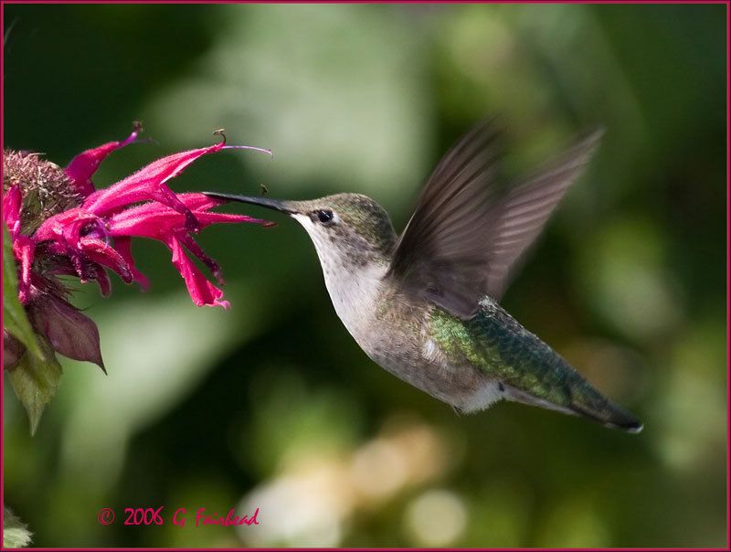 IMAGE: http://i13.photobucket.com/albums/a300/g2a/hummfliying.jpg