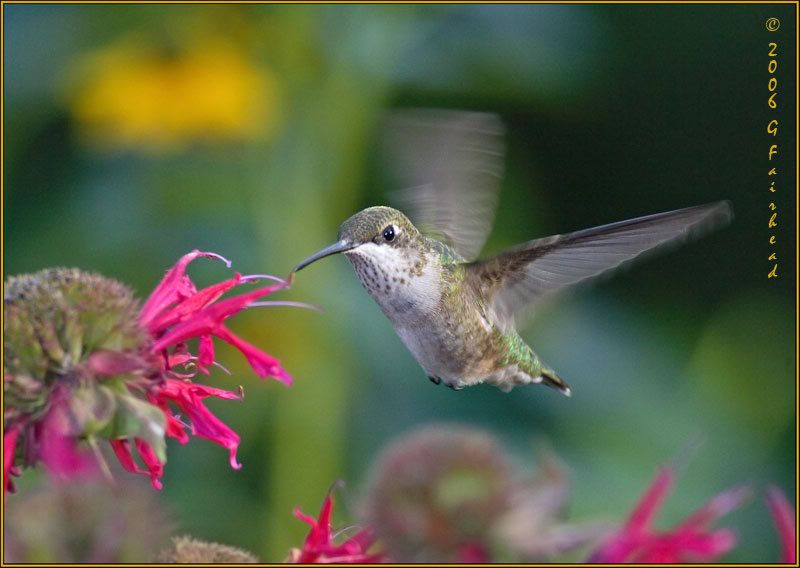 IMAGE: http://i13.photobucket.com/albums/a300/g2a/hummnew.jpg