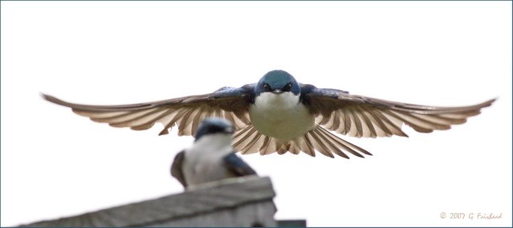 IMAGE: http://i13.photobucket.com/albums/a300/g2a/incoming.jpg