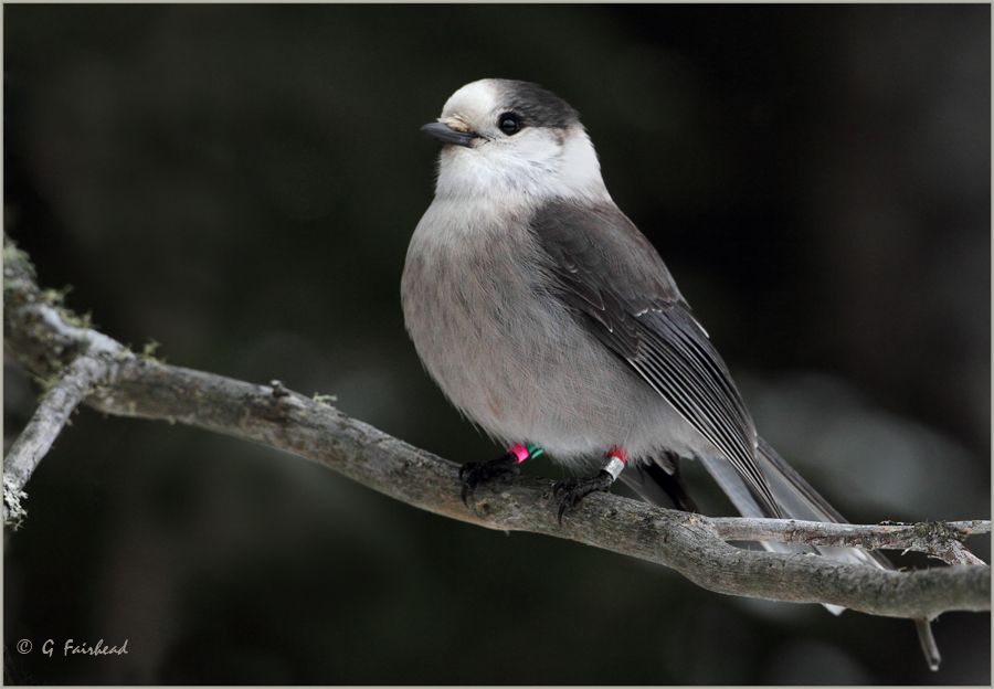 IMAGE: http://i13.photobucket.com/albums/a300/g2a/jayjaycopy-1.jpg