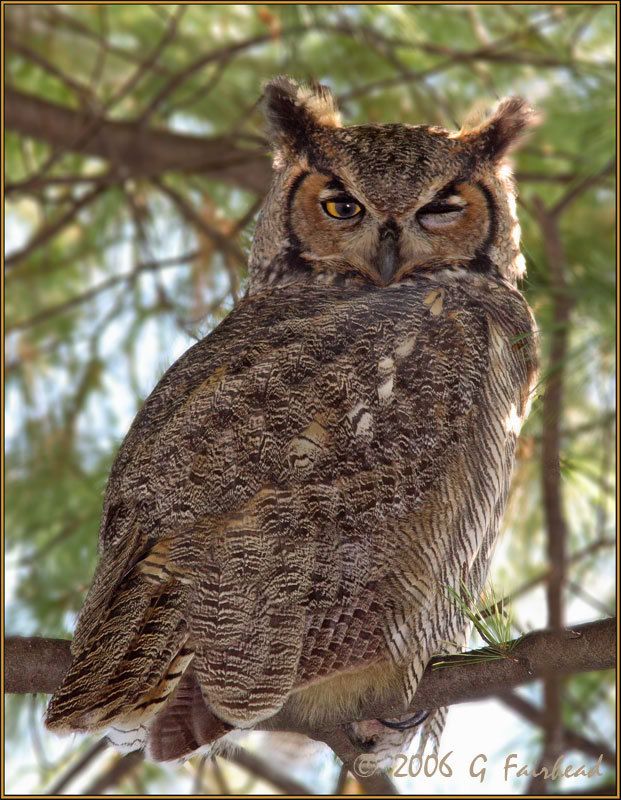 IMAGE: http://i13.photobucket.com/albums/a300/g2a/kidding.jpg