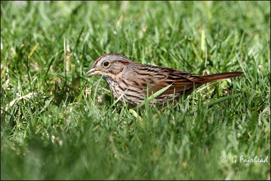 IMAGE: http://i13.photobucket.com/albums/a300/g2a/linkcopy.jpg