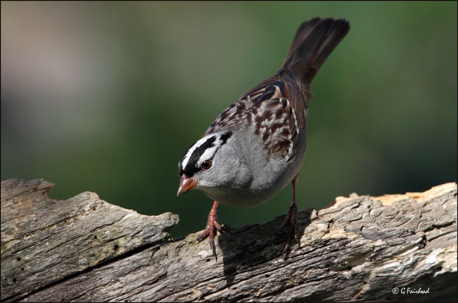 IMAGE: http://i13.photobucket.com/albums/a300/g2a/linkcrown.jpg