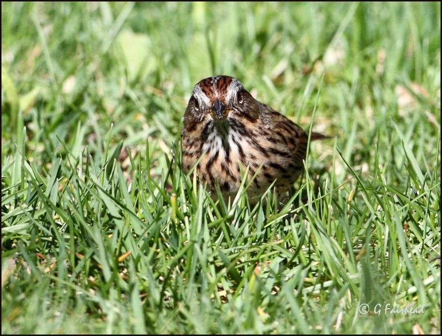 IMAGE: http://i13.photobucket.com/albums/a300/g2a/linktoo.jpg