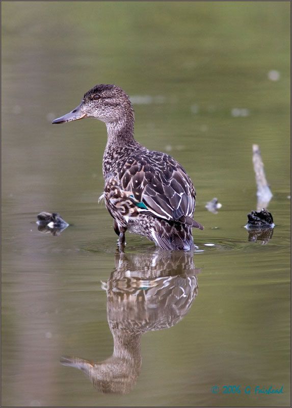 IMAGE: http://i13.photobucket.com/albums/a300/g2a/look.jpg