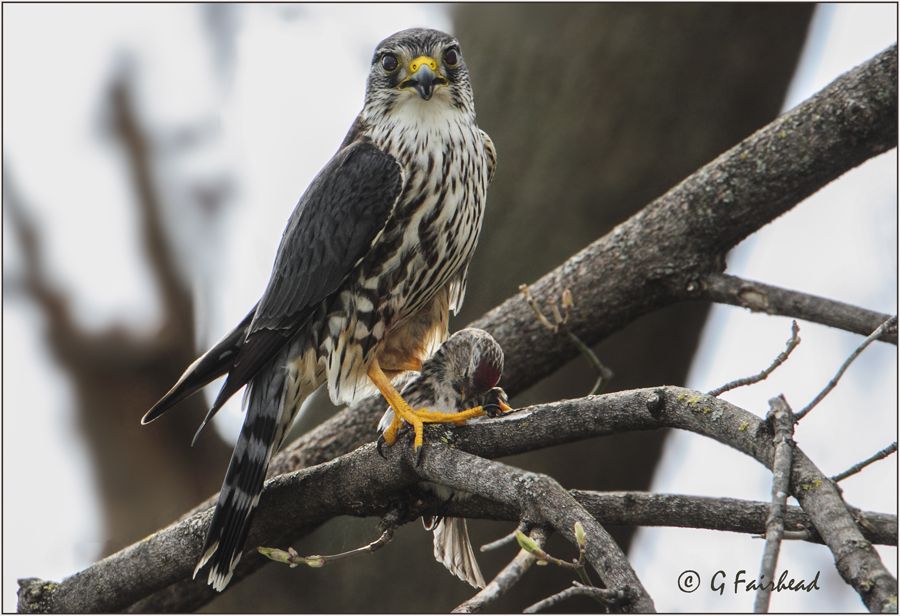 IMAGE: http://i13.photobucket.com/albums/a300/g2a/merlincopy.jpg