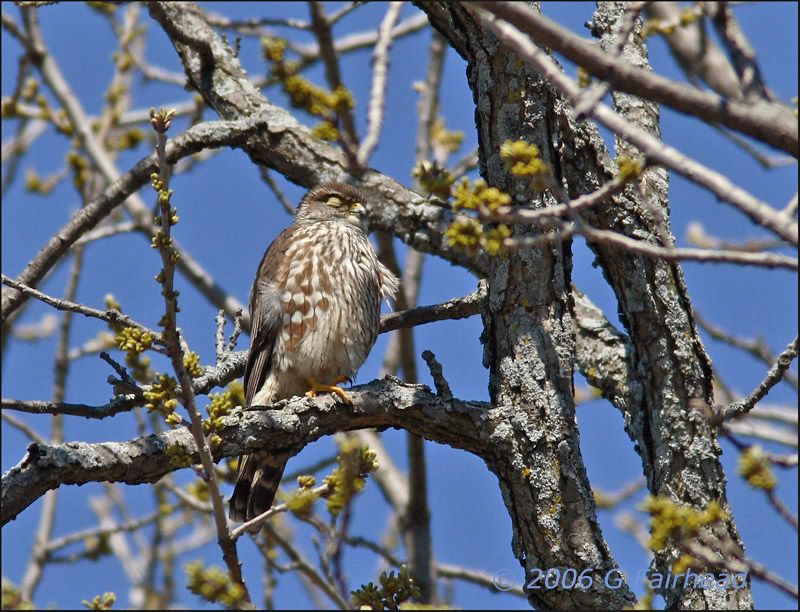 IMAGE: http://i13.photobucket.com/albums/a300/g2a/merlinesleeper2.jpg