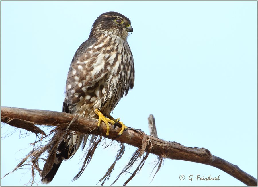 IMAGE: http://i13.photobucket.com/albums/a300/g2a/merlinpetriecopy.jpg