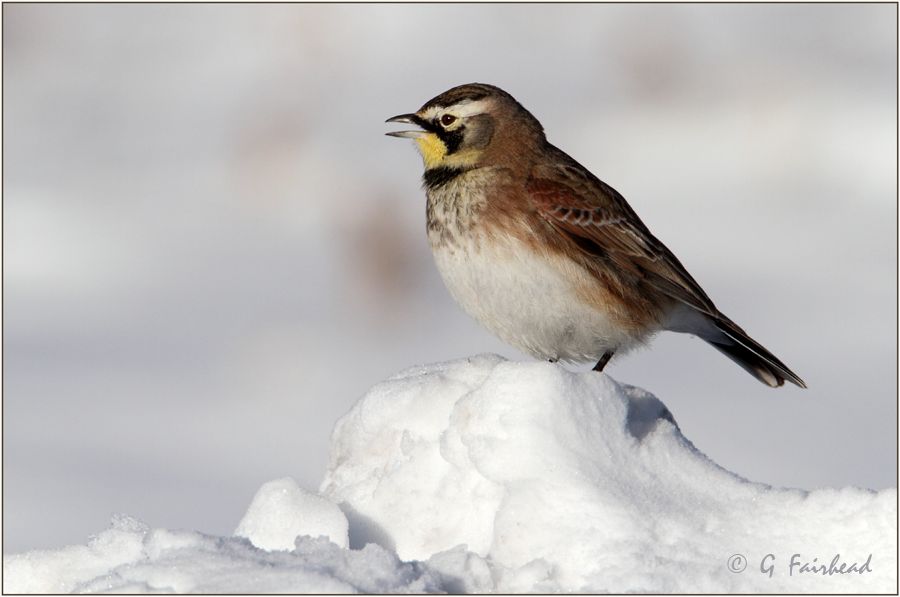 IMAGE: http://i13.photobucket.com/albums/a300/g2a/moundcopy.jpg