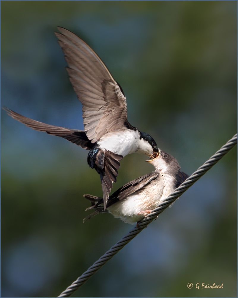 IMAGE: http://i13.photobucket.com/albums/a300/g2a/mouthoffcopy.jpg