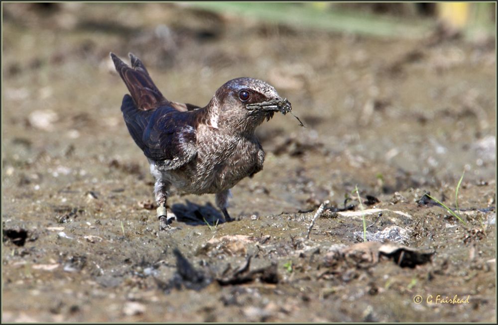 IMAGE: http://i13.photobucket.com/albums/a300/g2a/mudcopy.jpg