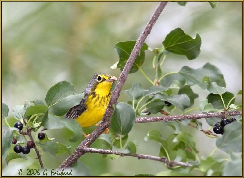 IMAGE: http://i13.photobucket.com/albums/a300/g2a/nashville2.jpg