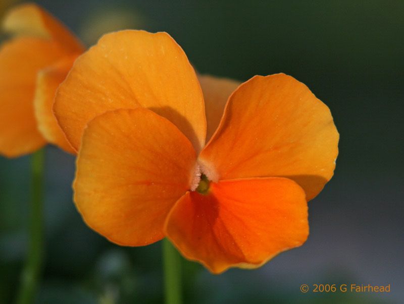 IMAGE: http://i13.photobucket.com/albums/a300/g2a/orange2.jpg