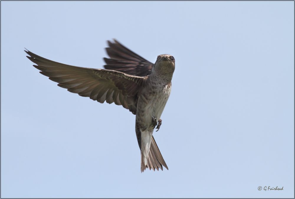 IMAGE: http://i13.photobucket.com/albums/a300/g2a/outwingscopy.jpg