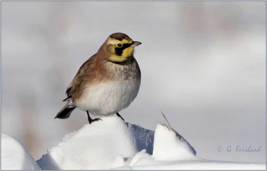 IMAGE: http://i13.photobucket.com/albums/a300/g2a/posercopy.jpg