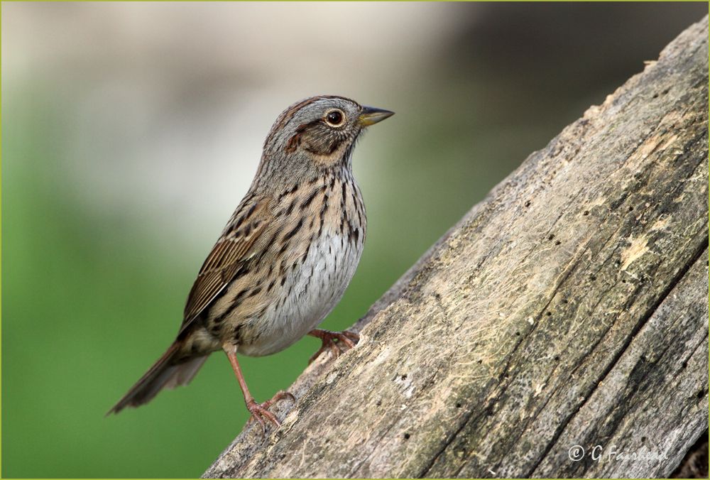 IMAGE: http://i13.photobucket.com/albums/a300/g2a/questioncopy.jpg