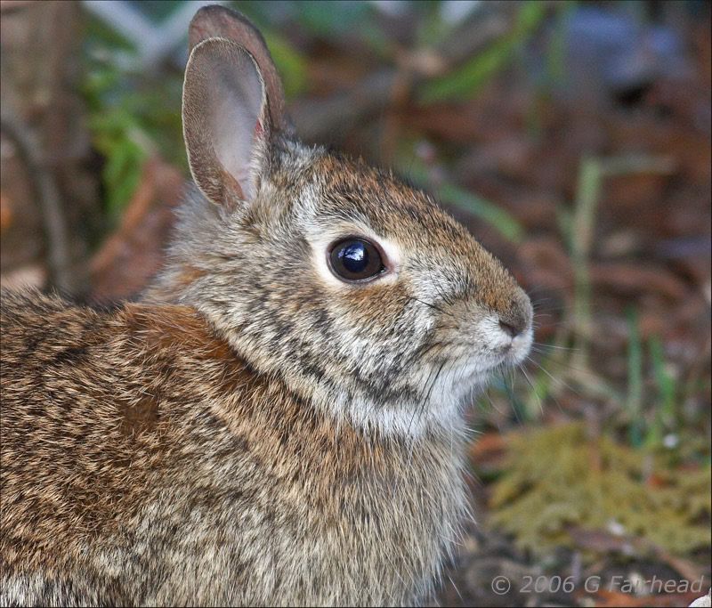 IMAGE: http://i13.photobucket.com/albums/a300/g2a/rabbit.jpg