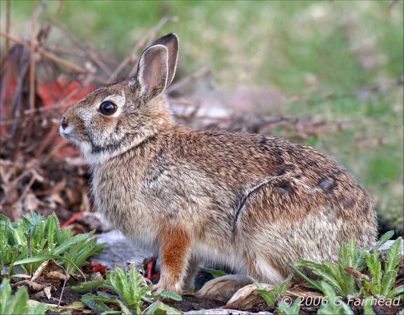 IMAGE: http://i13.photobucket.com/albums/a300/g2a/rabbit2.jpg