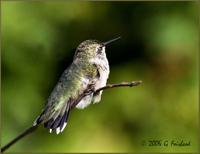 IMAGE: http://i13.photobucket.com/albums/a300/g2a/revised.jpg