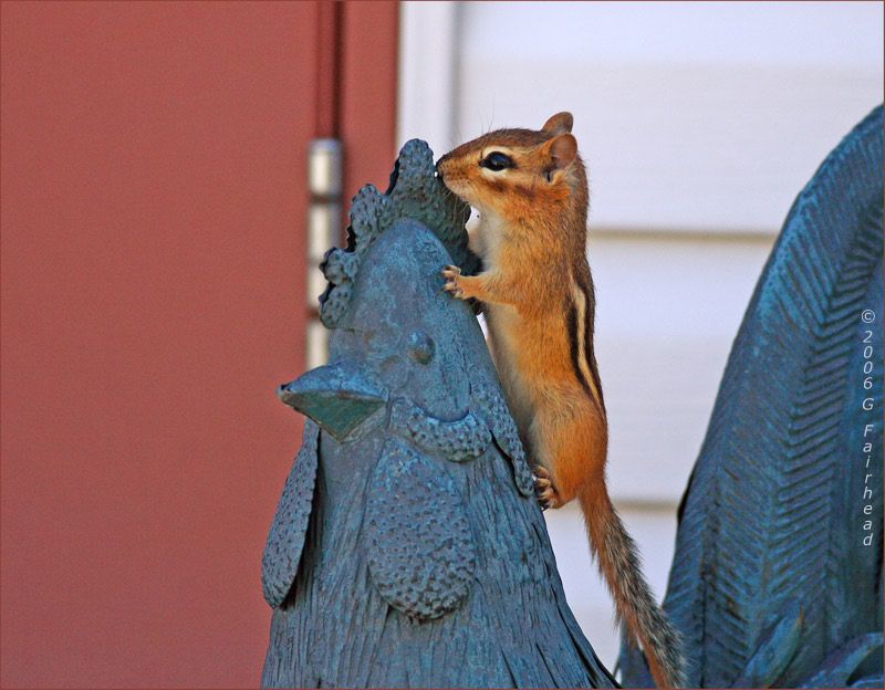 IMAGE: http://i13.photobucket.com/albums/a300/g2a/rooster.jpg