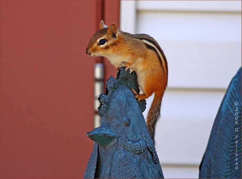 IMAGE: http://i13.photobucket.com/albums/a300/g2a/rooster2.jpg