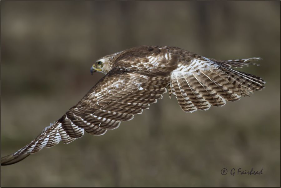 IMAGE: http://i13.photobucket.com/albums/a300/g2a/rthflycopy.jpg