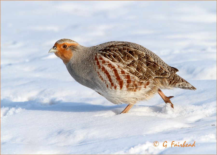 IMAGE: http://i13.photobucket.com/albums/a300/g2a/runcopy.jpg