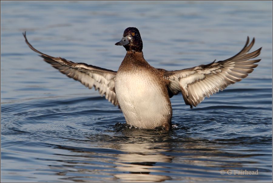 IMAGE: http://i13.photobucket.com/albums/a300/g2a/safecopy.jpg