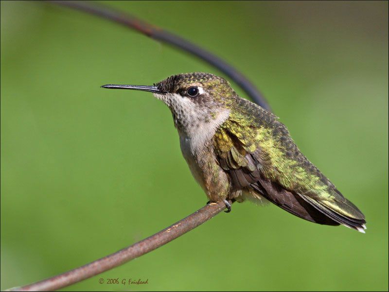 IMAGE: http://i13.photobucket.com/albums/a300/g2a/sidenew.jpg